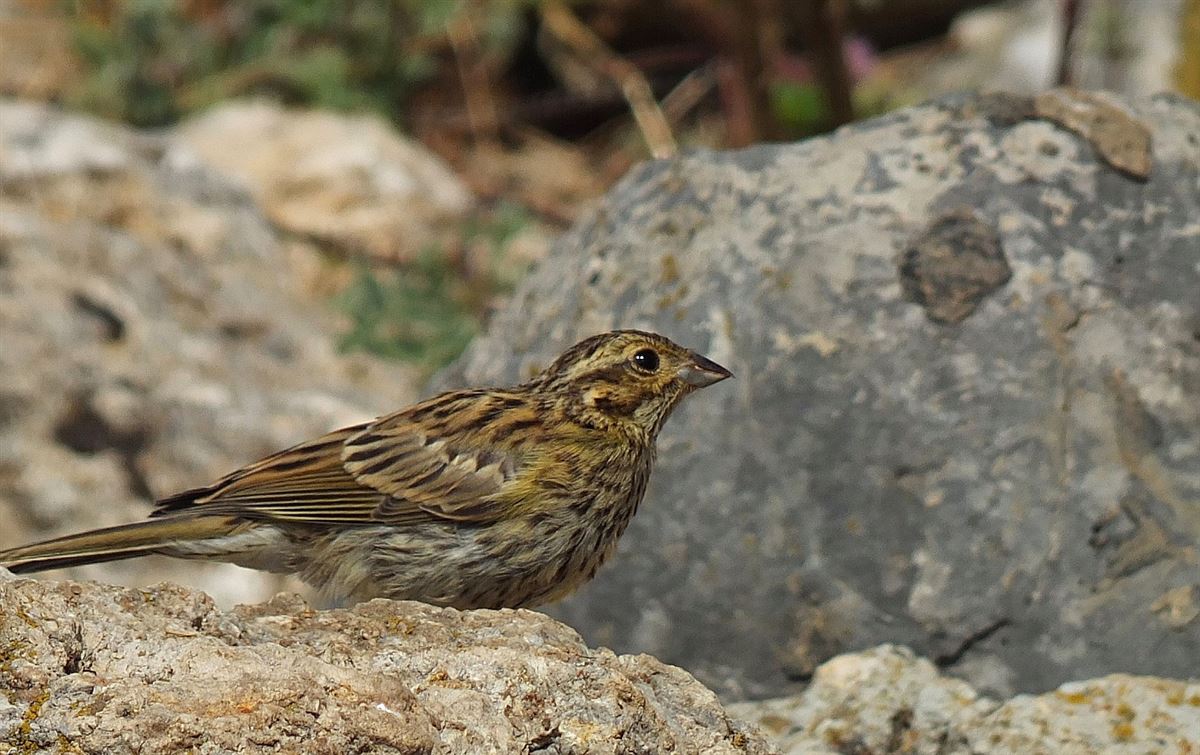 Cirl Bunting