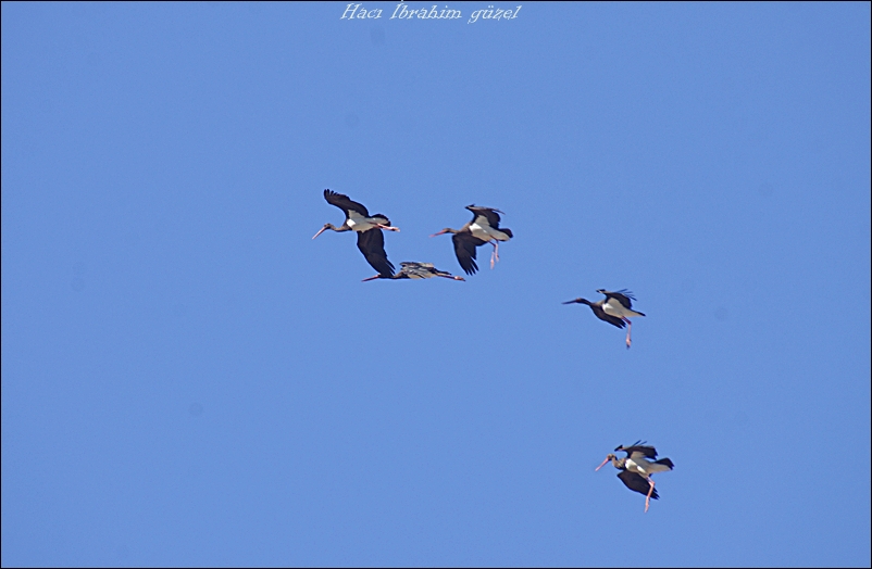 Black Stork