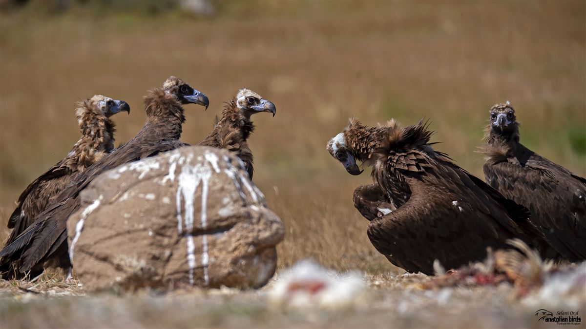 Cinereous Vulture