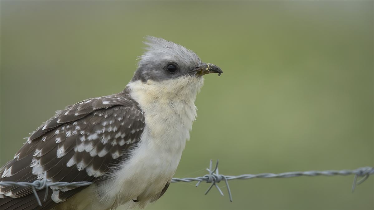 Great Spotted Cuckoo
