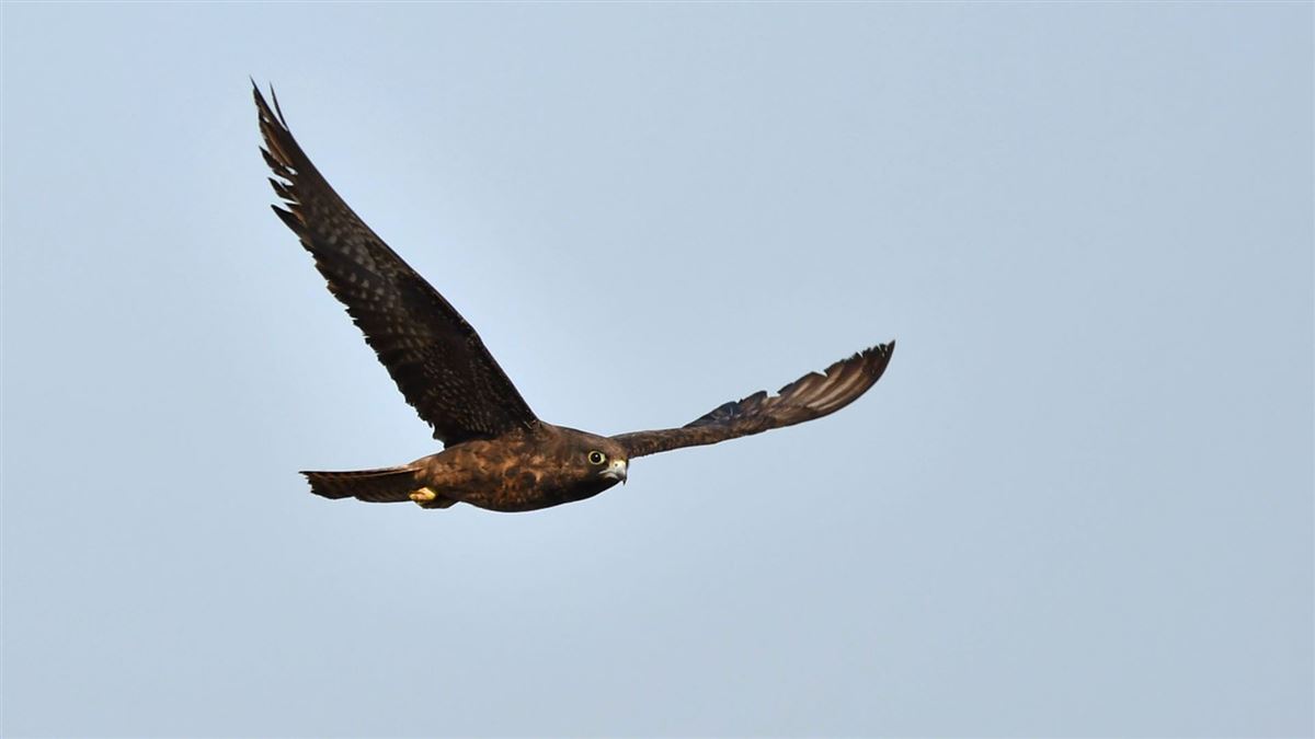 Eleonora`s Falcon