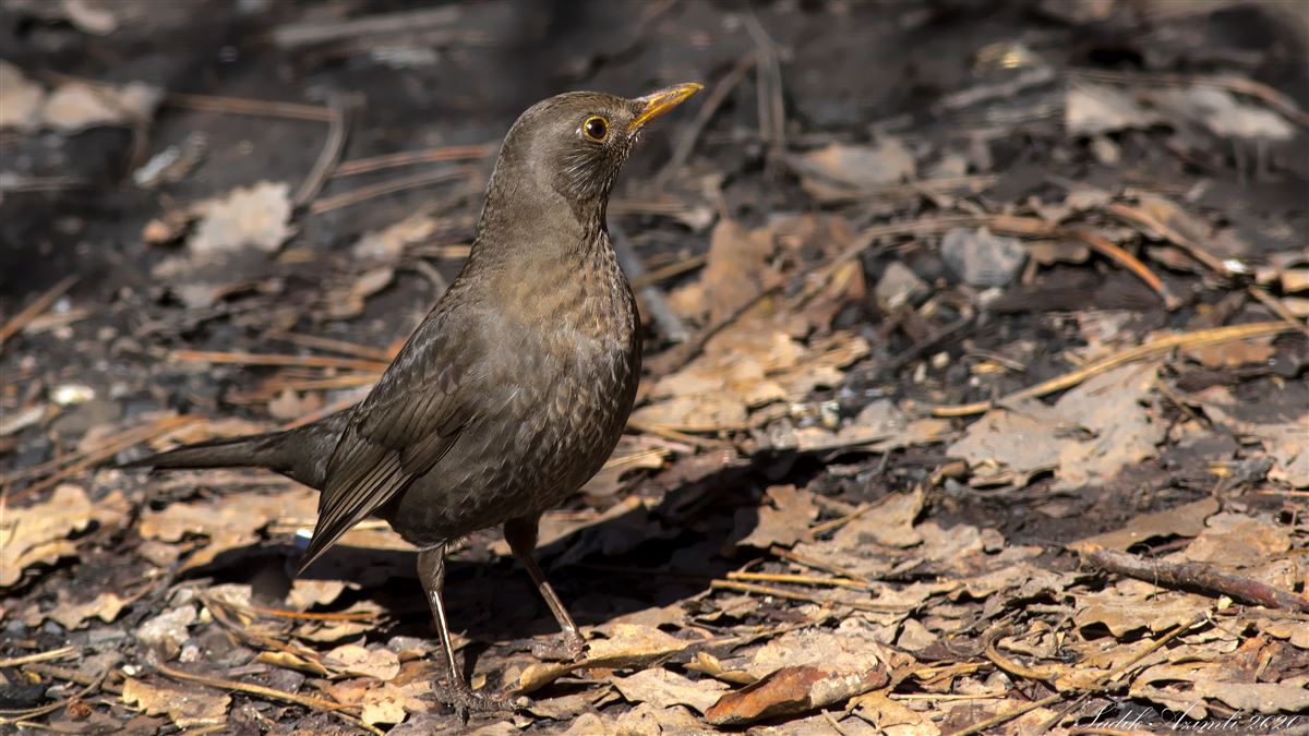 Common Blackbird