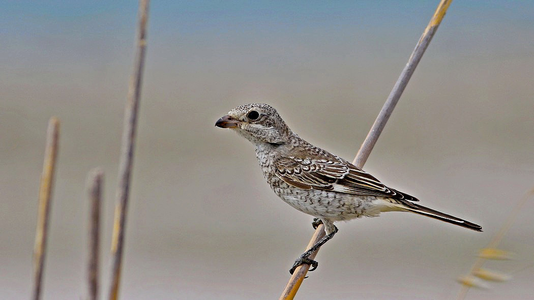Woodchat Shrike