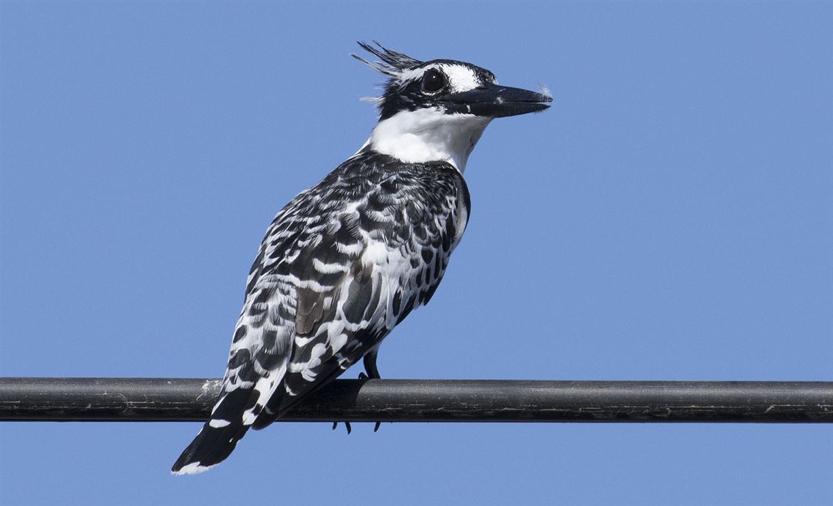 Pied Kingfisher