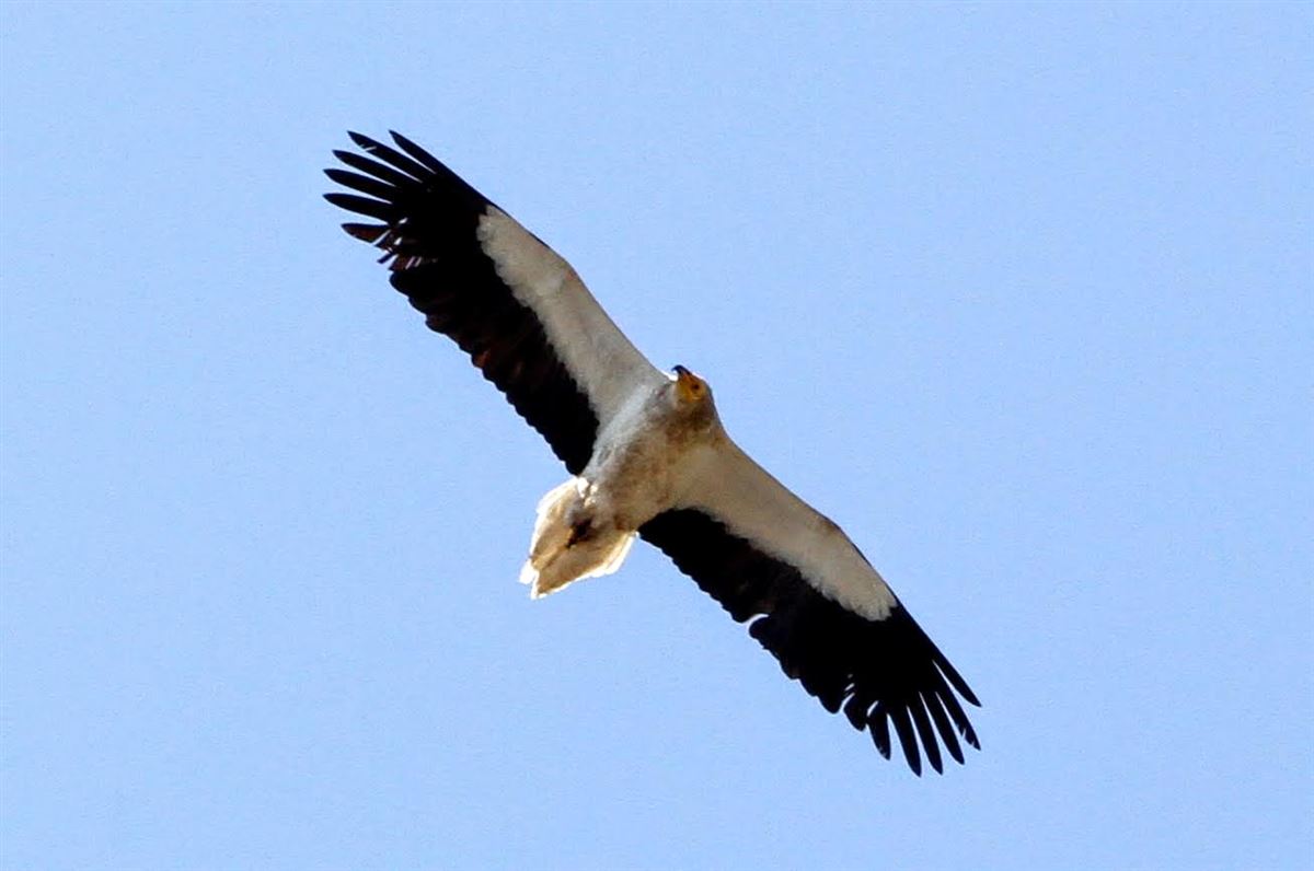Egyptian Vulture