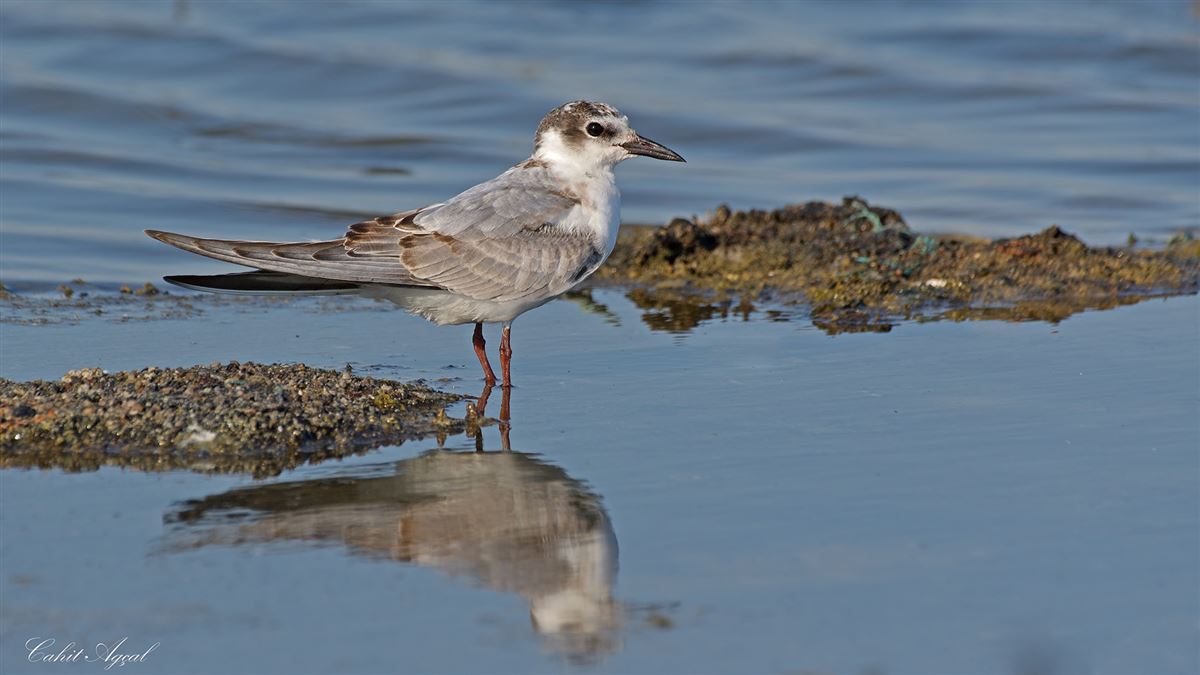 Whiskered Tern