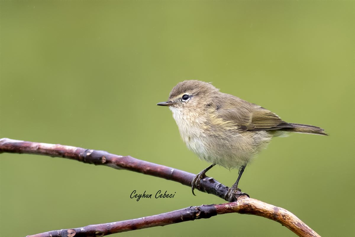 Mountain Chiffchaff