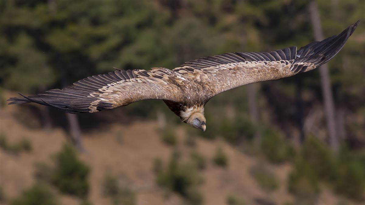Griffon Vulture