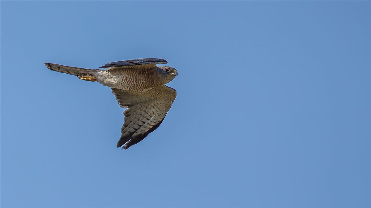 Levant Sparrowhawk