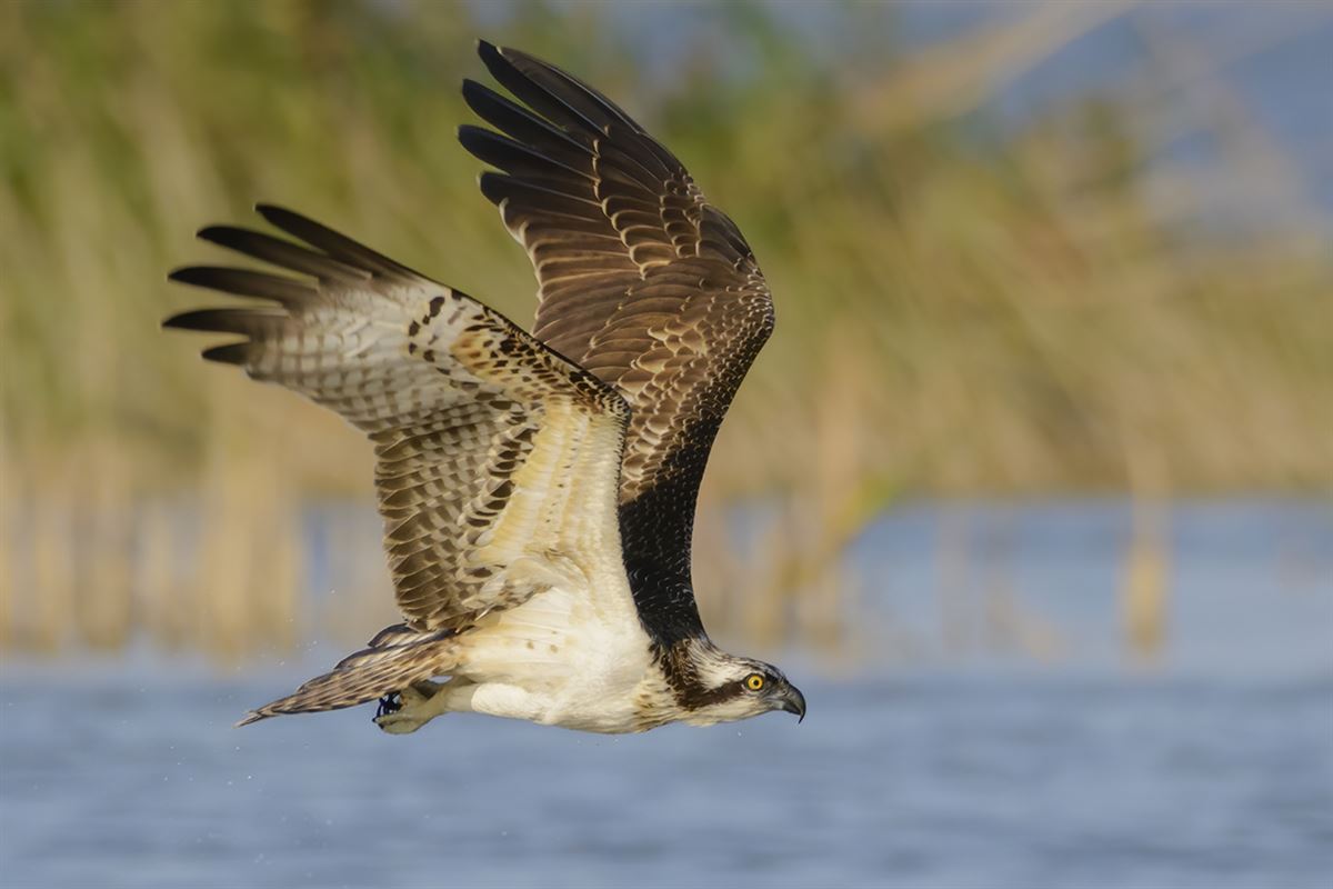 Osprey