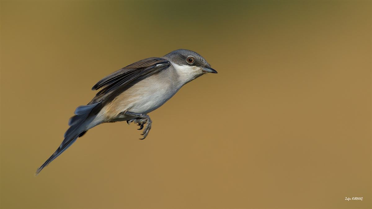 Lesser Whitethroat