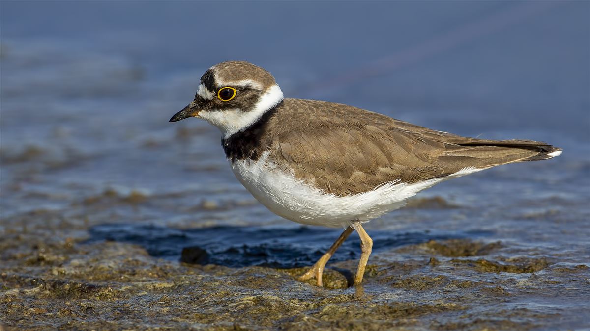 Little Ringed Plover