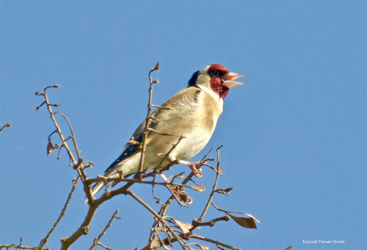 European Goldfinch