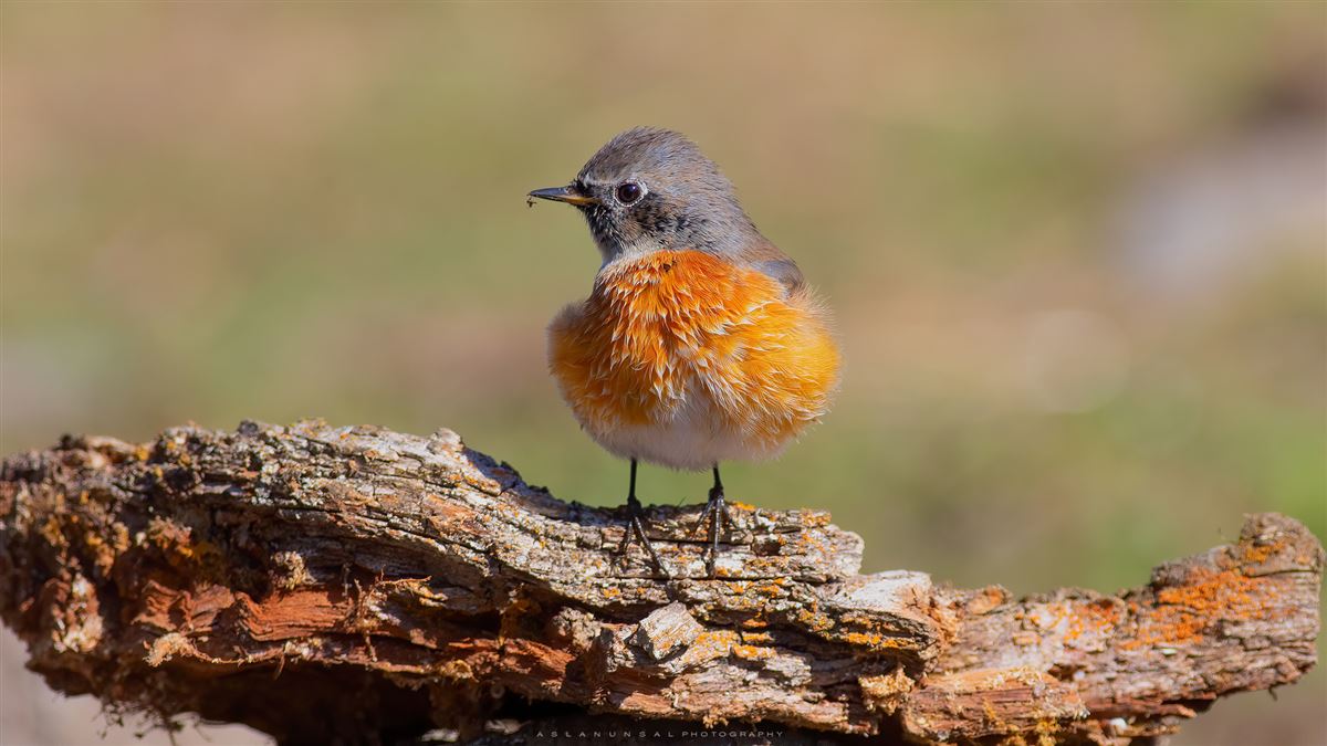 Common Redstart