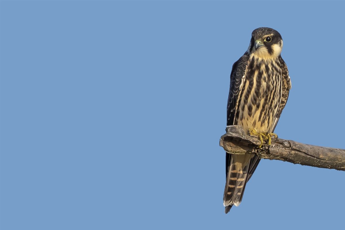 Eurasian Hobby