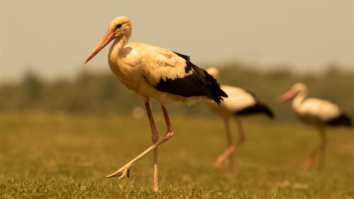 White Stork