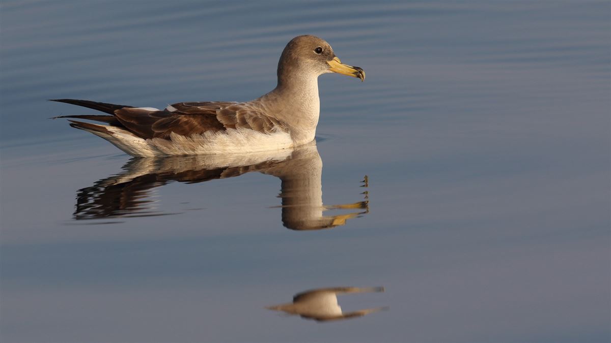 Scopoli`s Shearwater