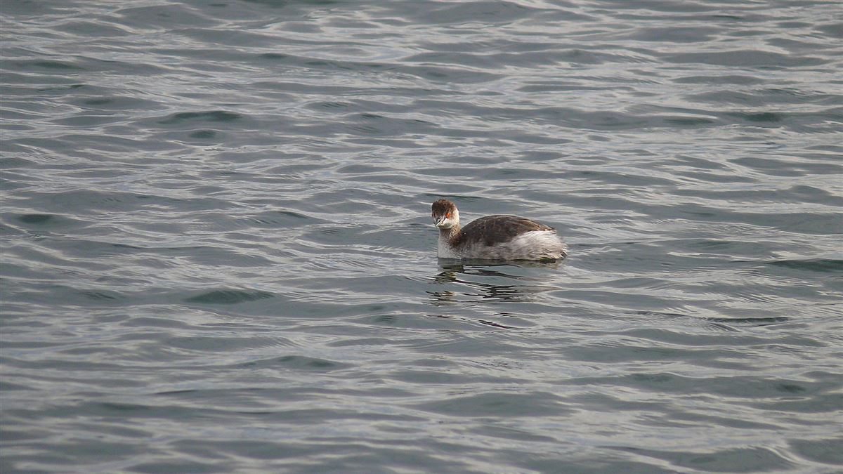 Black-necked Grebe