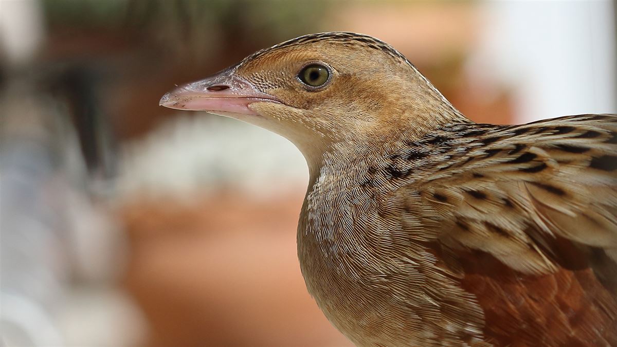 Corn Crake