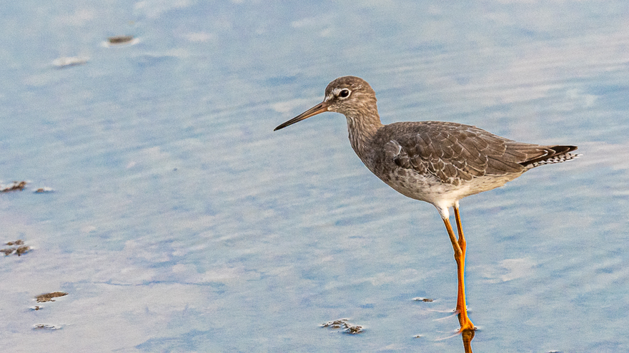 Common Redshank