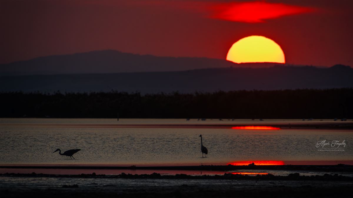 Grey Heron