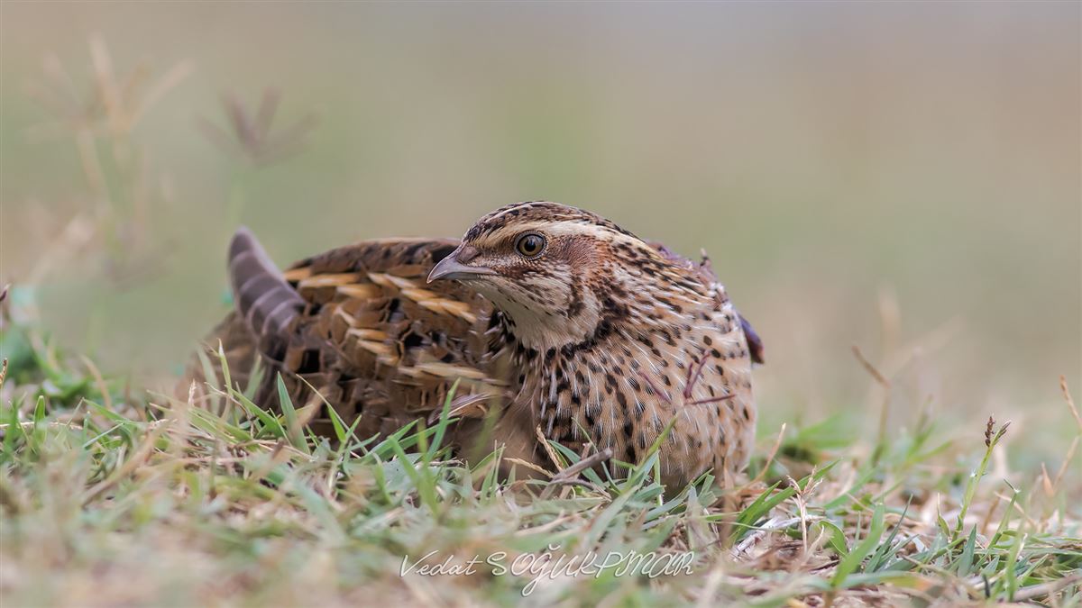 Common Quail