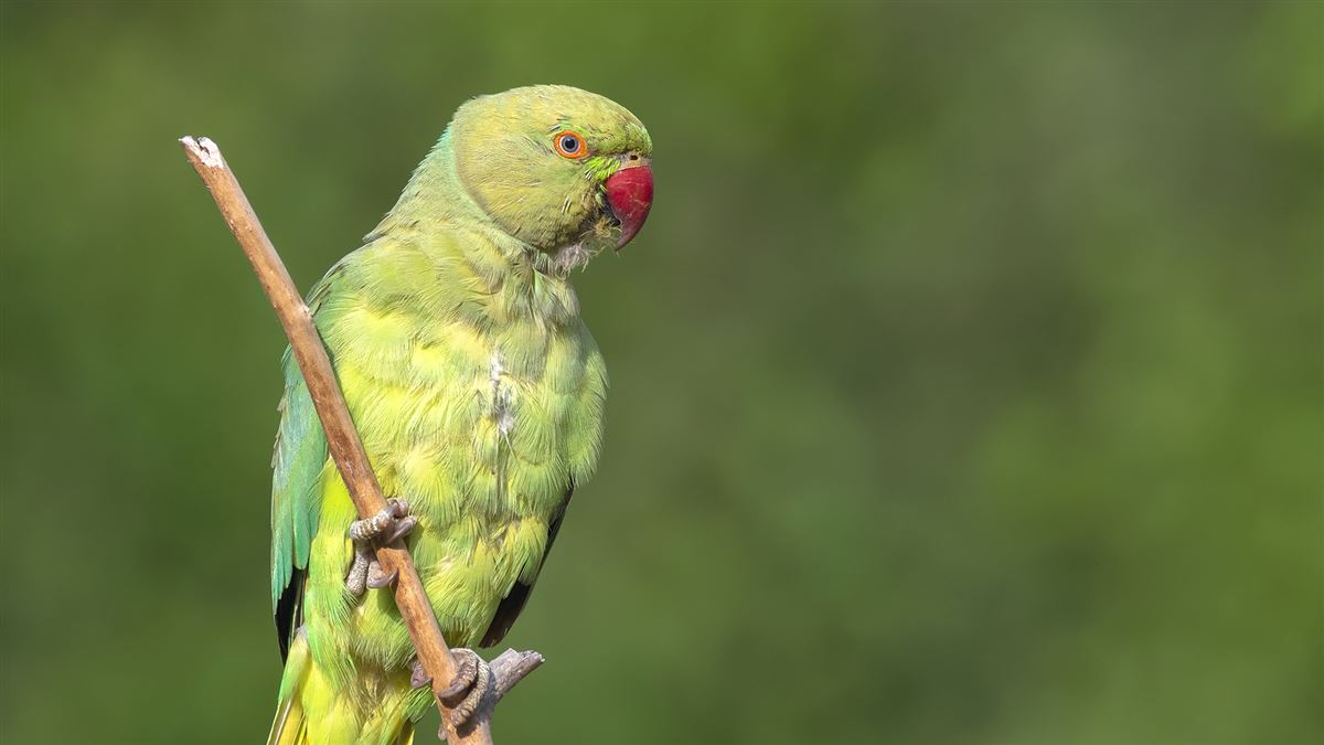 Rose-ringed Parakeet