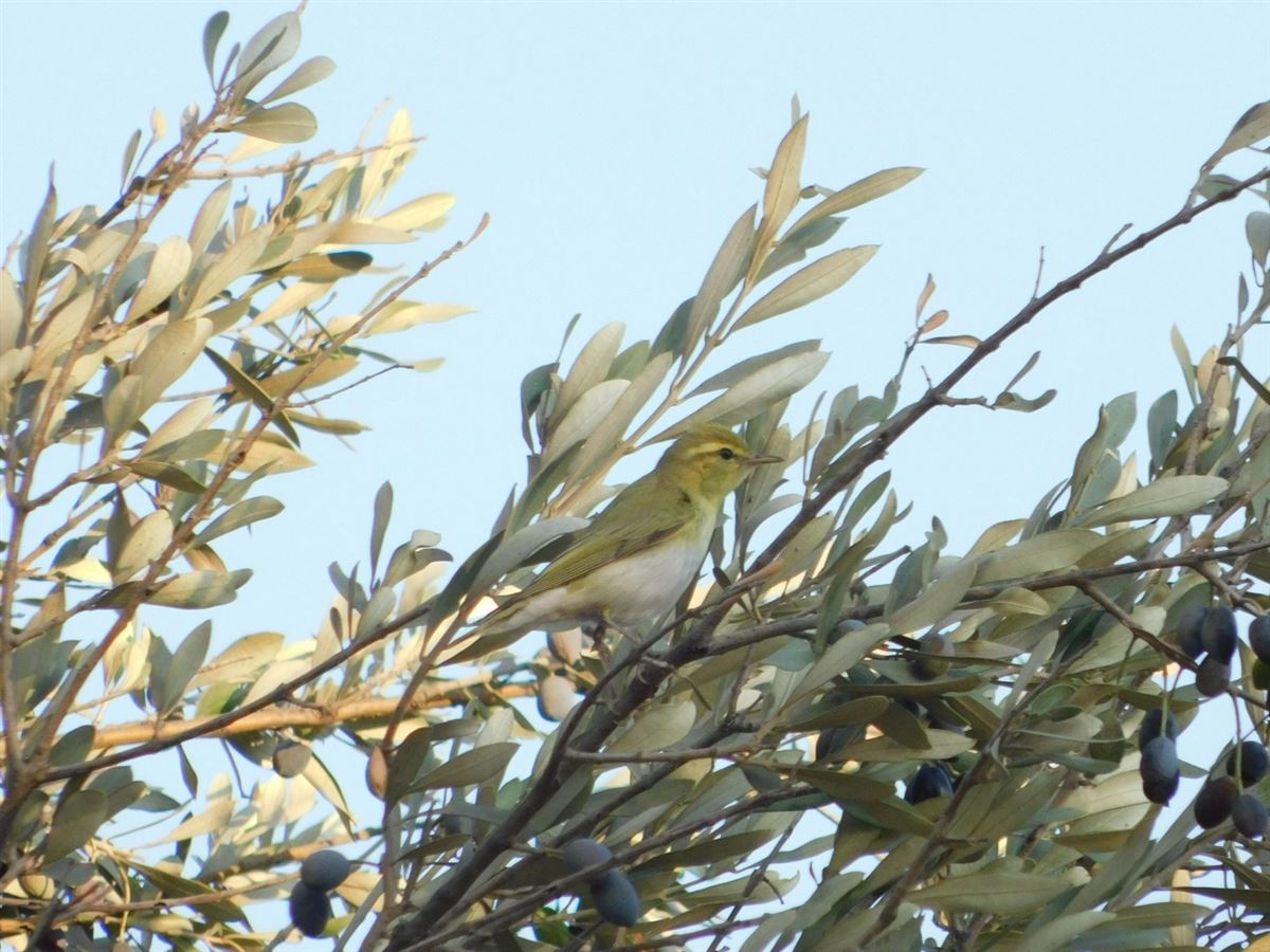 Wood Warbler