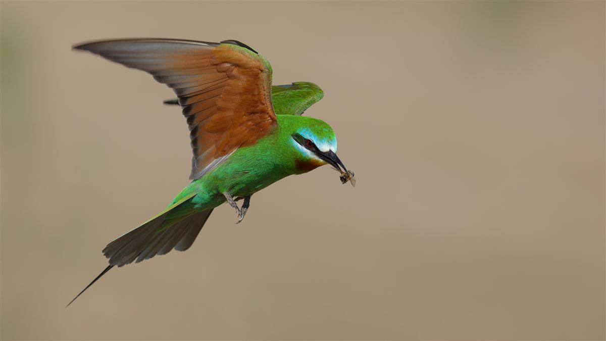 Blue-cheeked Bee-eater