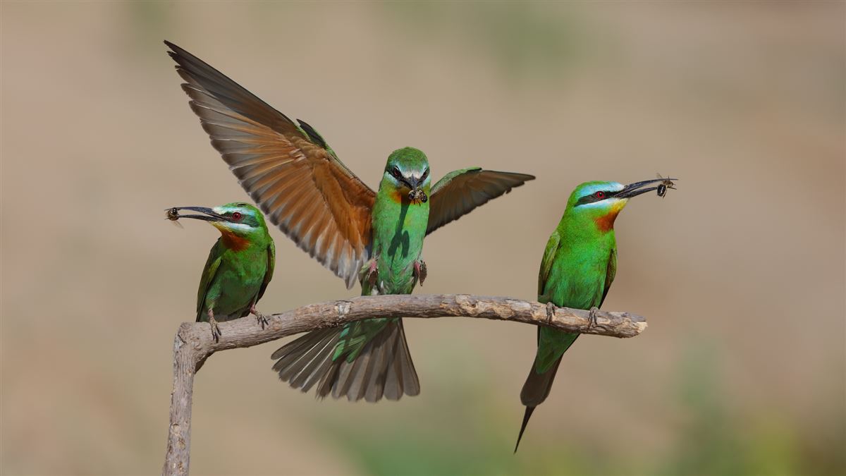 Blue-cheeked Bee-eater