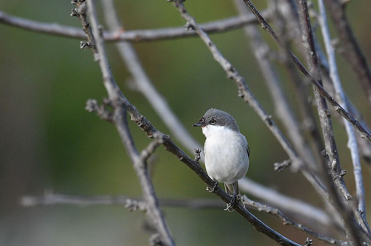 Lesser Whitethroat