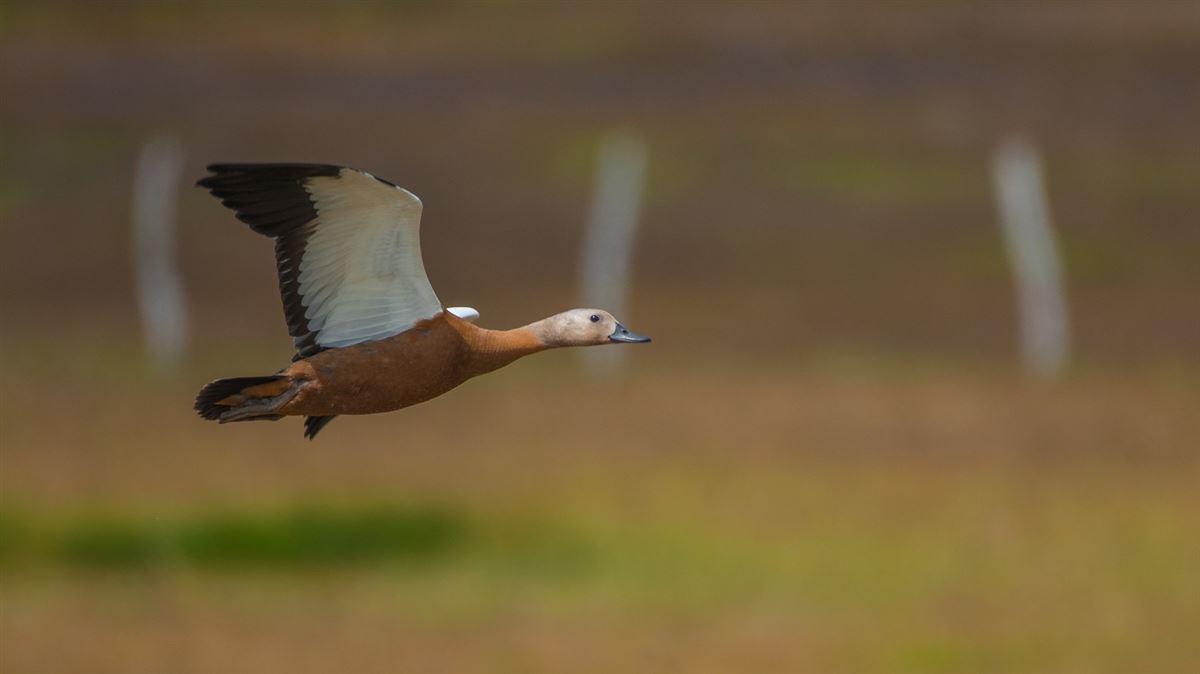 Ruddy Shelduck