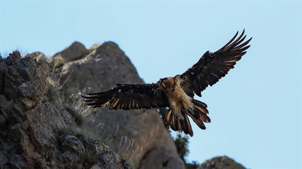 Bearded Vulture