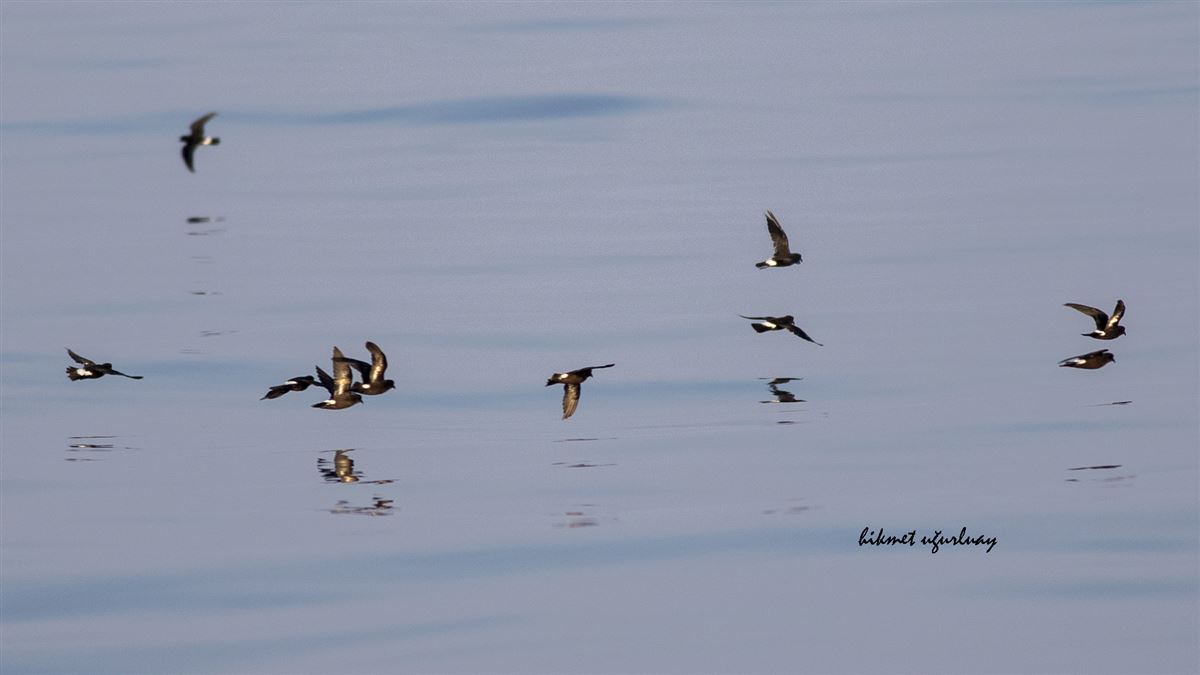 European Storm Petrel