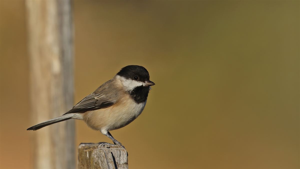 Sombre Tit