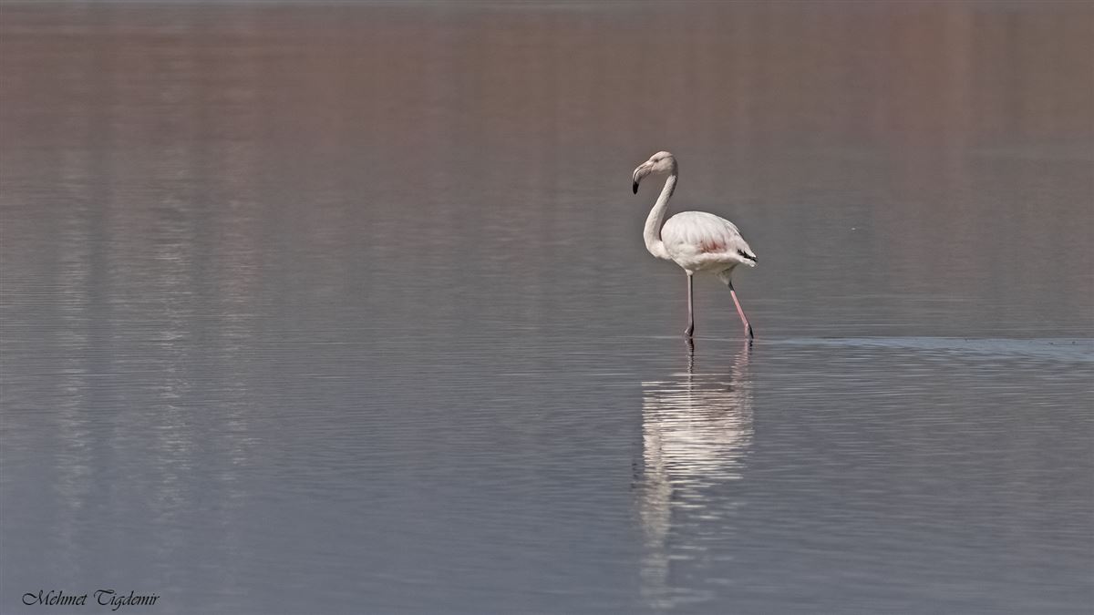 Flamingo