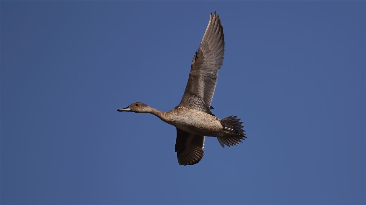 Northern Pintail