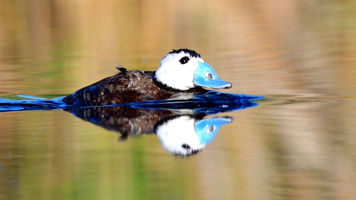 White-headed Duck