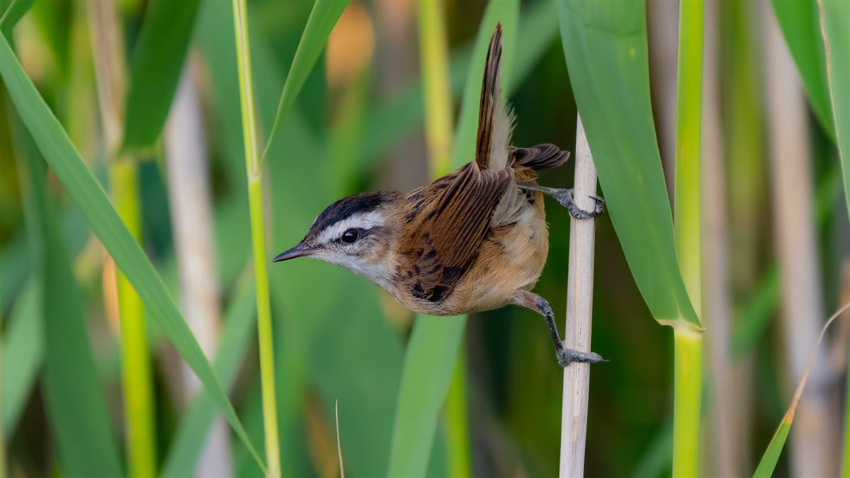 Moustached Warbler