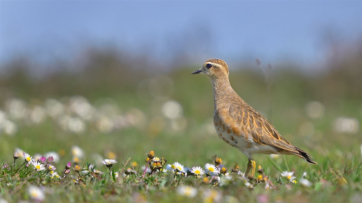 Eurasian Dotterel