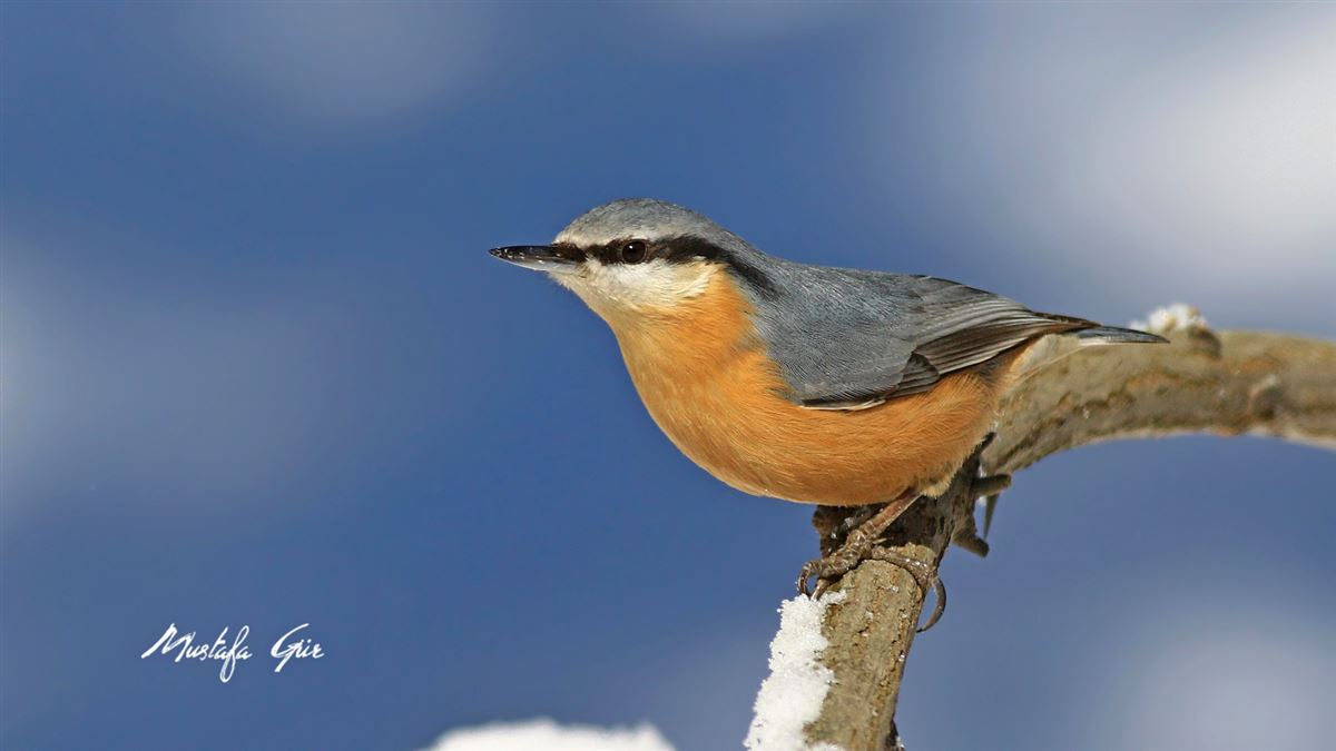 Eurasian Nuthatch
