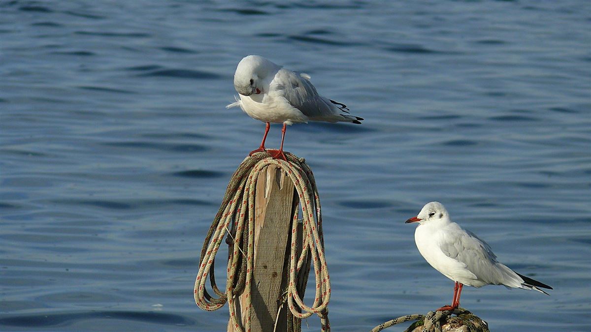 Black-headed Gull