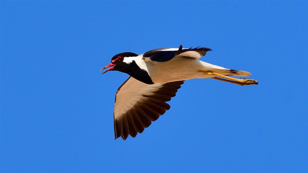 Red-wattled Lapwing