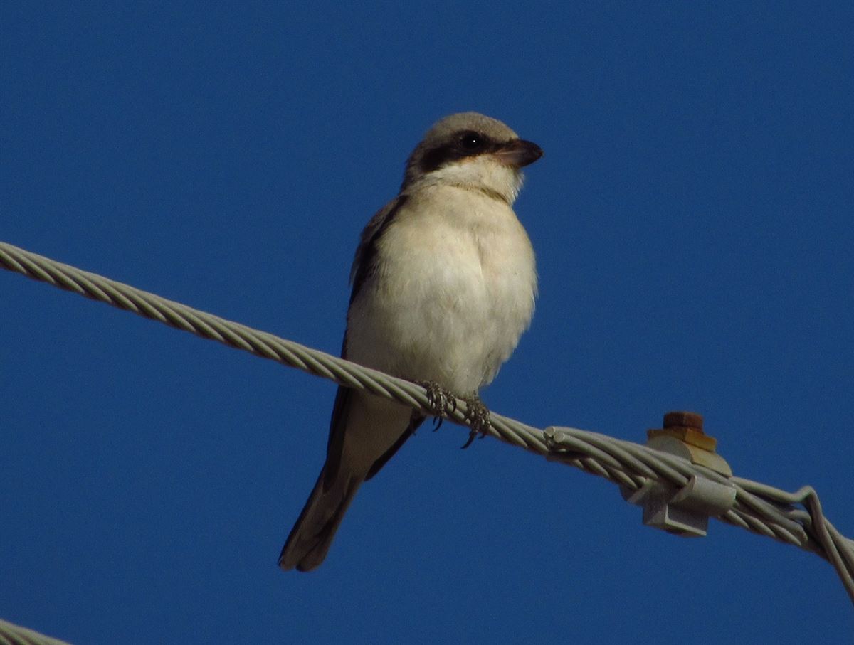 Lesser Grey Shrike