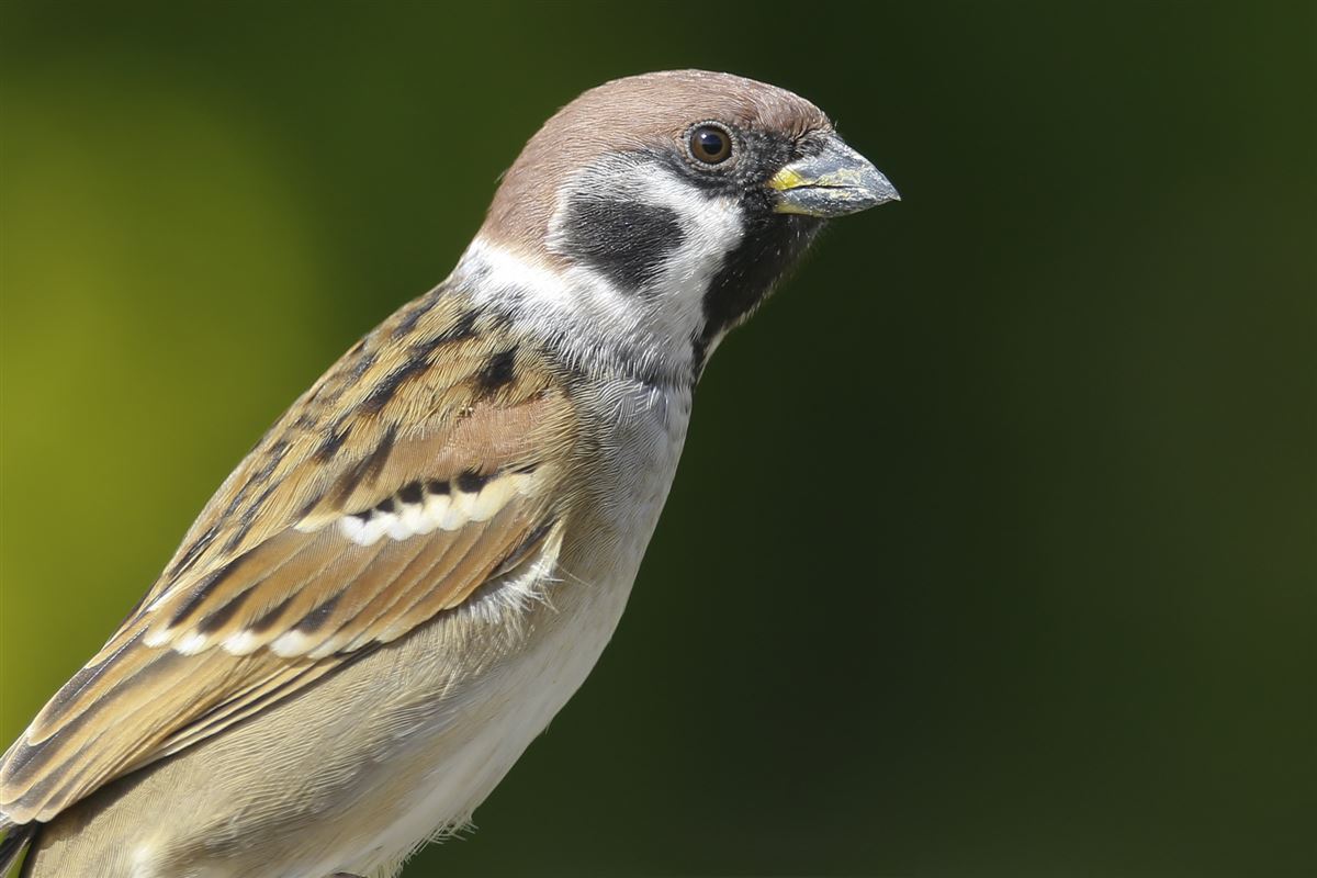 Eurasian Tree Sparrow