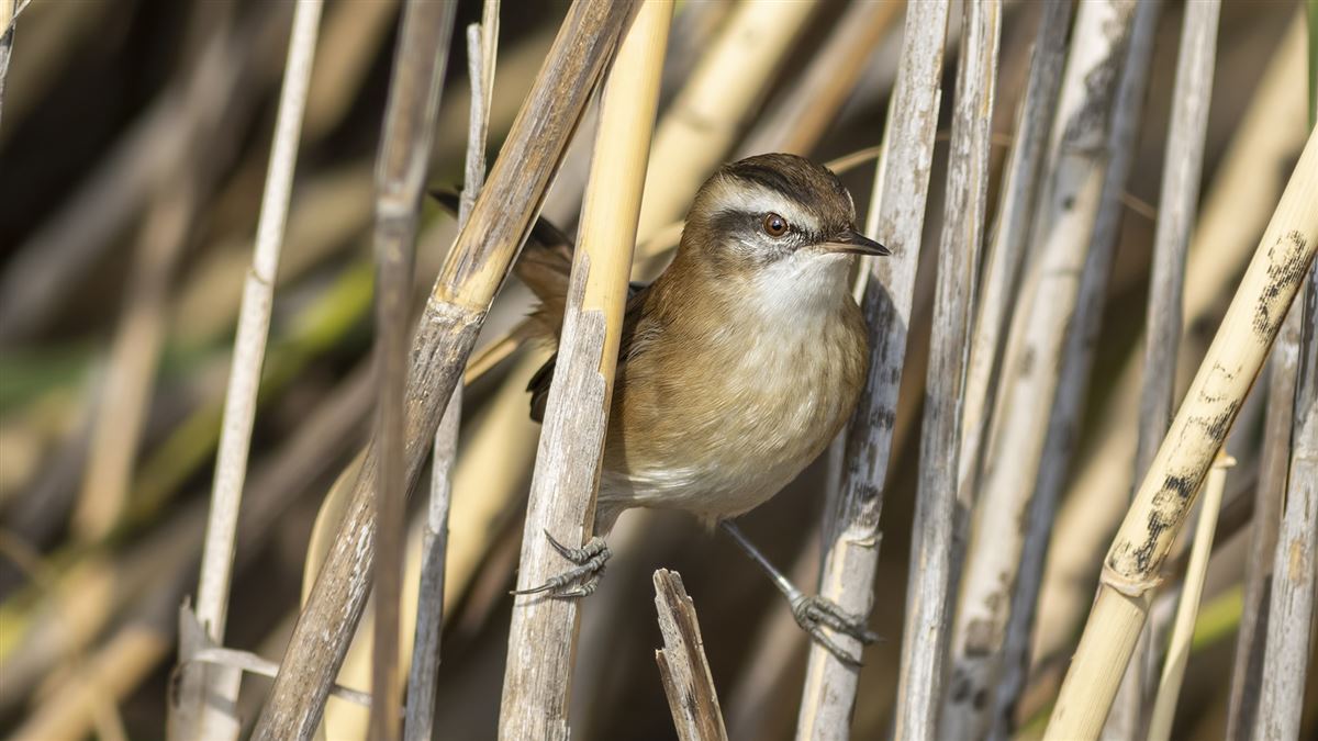 Moustached Warbler