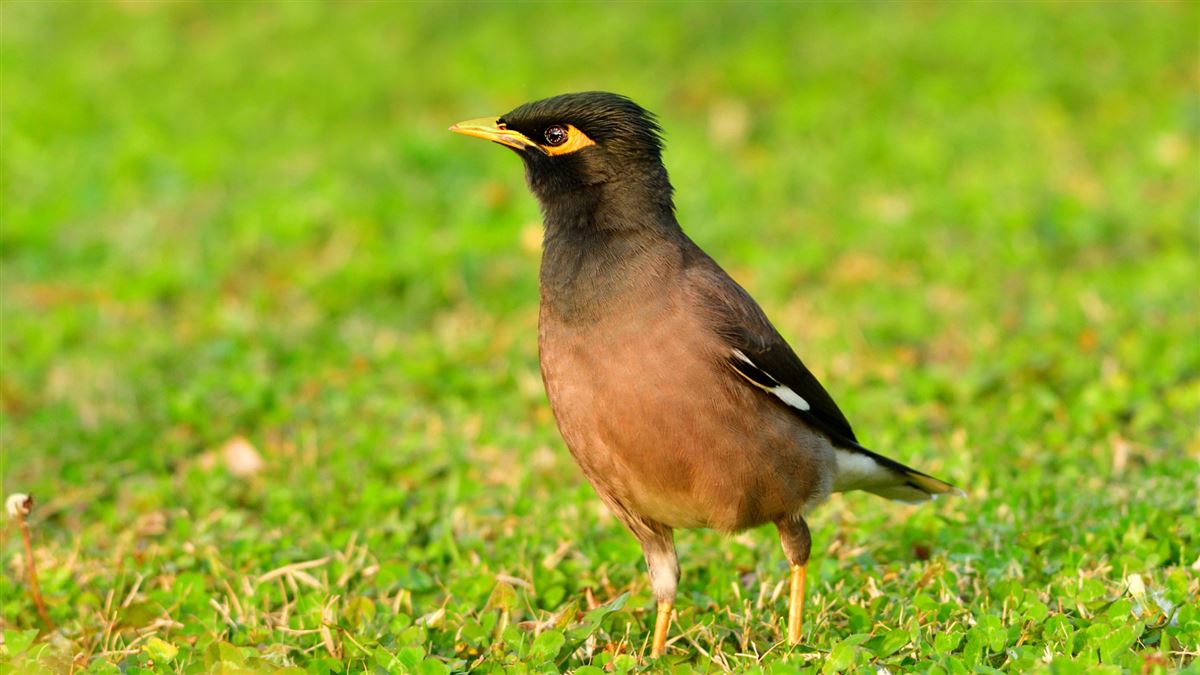 Common Myna