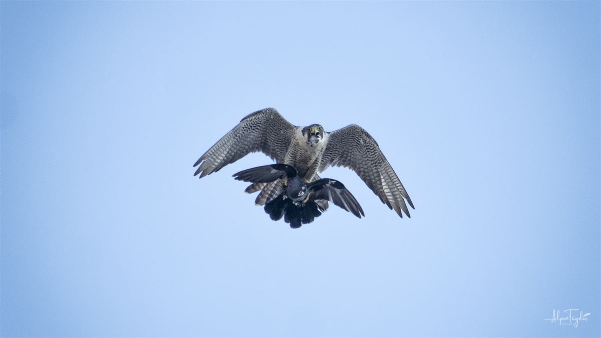 Peregrine Falcon