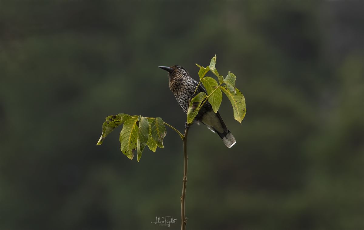 Northern Nutcracker