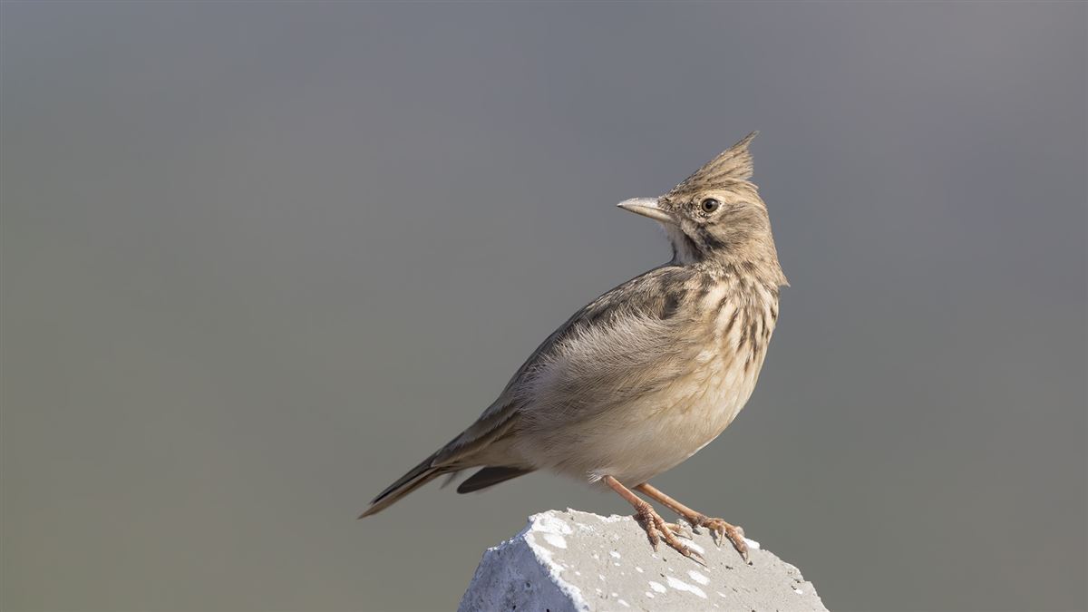 Crested Lark